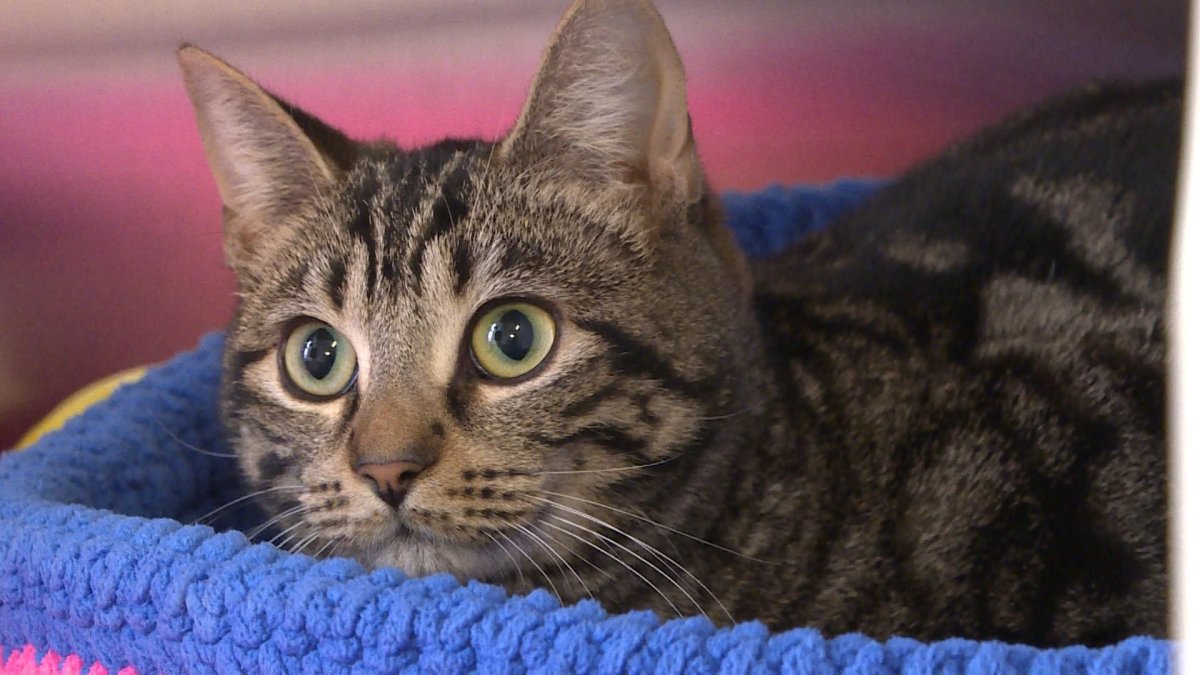 The Regina Humane Society says it is at a breaking point after accepting nearly 1,200 cats and kittens over the summer.