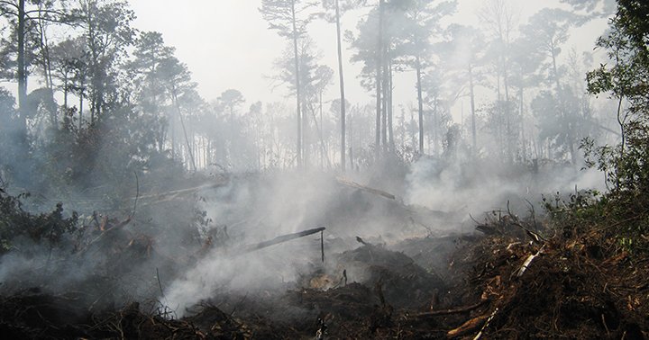 Despite potentially unprecedented drought, deep-layer ‘zombie fires’ are not a concern