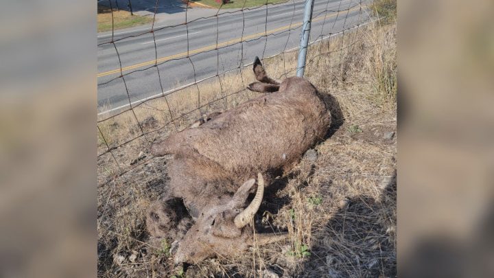 A submitted photo of a dead bighorn sheep in Grand Forks.