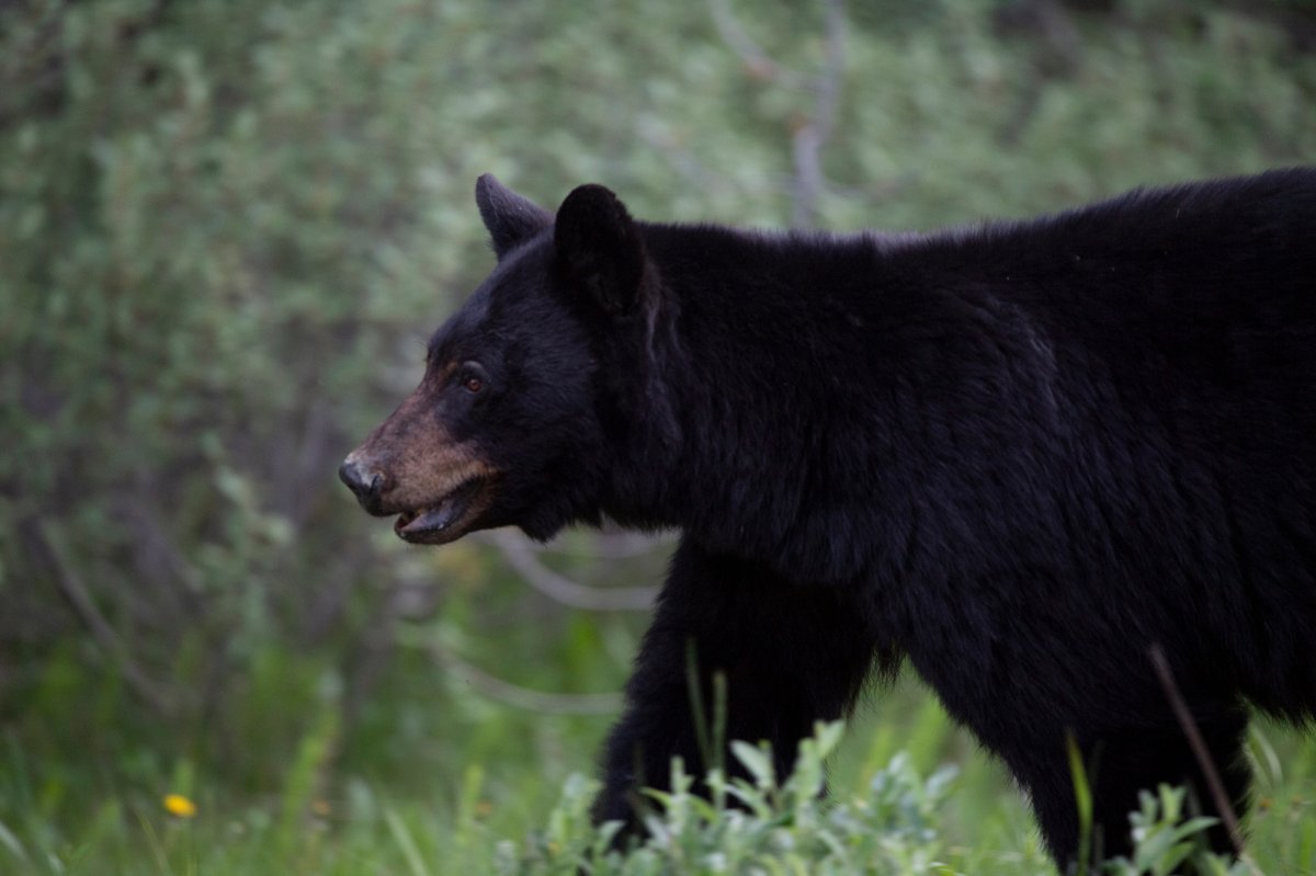 The RDCO says with fruit ripening and spawning salmon returning, more bear sightings are being reported throughout the region.