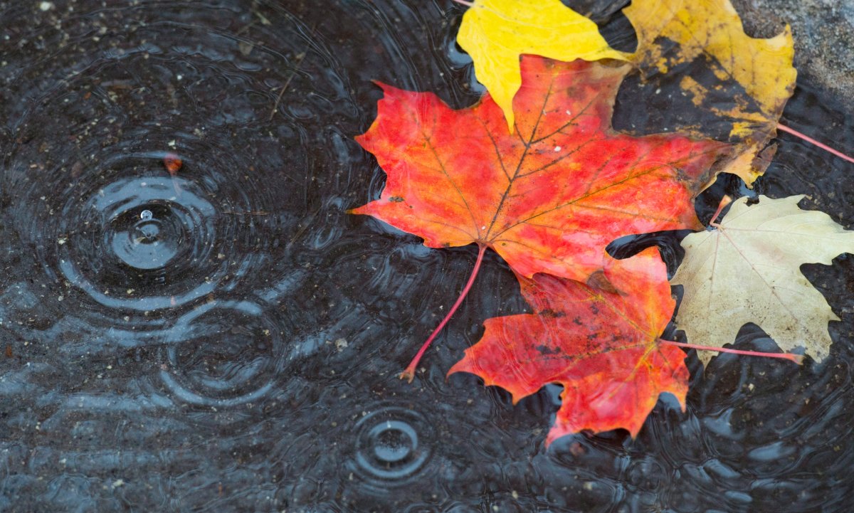 Kawartha Conservation has issued a flood water for its watershed juridisiction on Sept. 23, 2021.