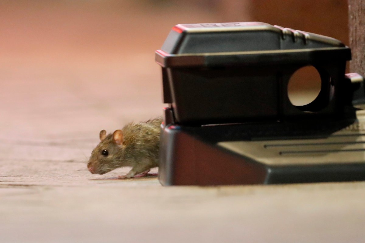 The councillor for Ward 6 said he's heard from residents on Hamilton's east mountain that they're seeing an increase in rodents amid a pause of pest control inspections during the pandemic.