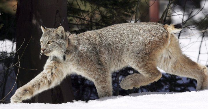 Lynx kittens euthanized in Alaska after placement confusion