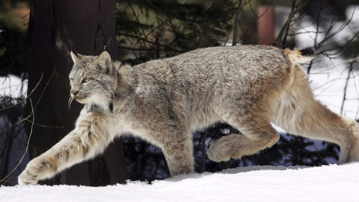 A file photo from 2005 of a Canadian lynx.