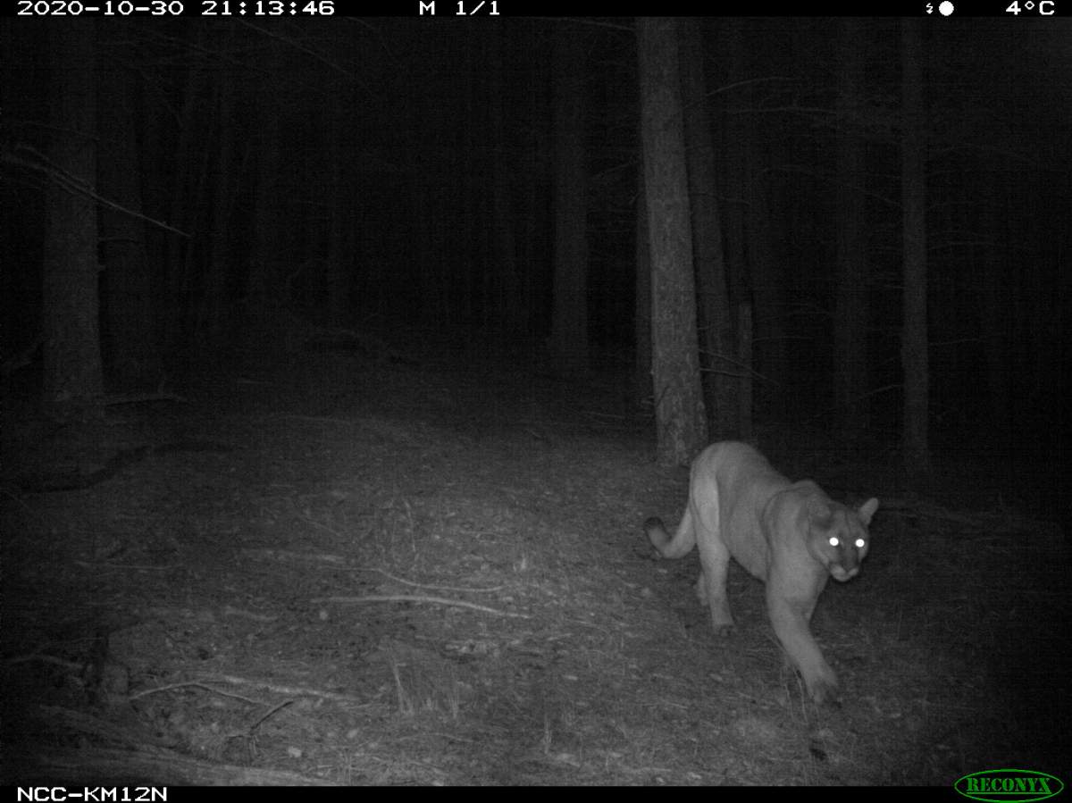 A cougar caught on camera in the Crowsnest Pass.