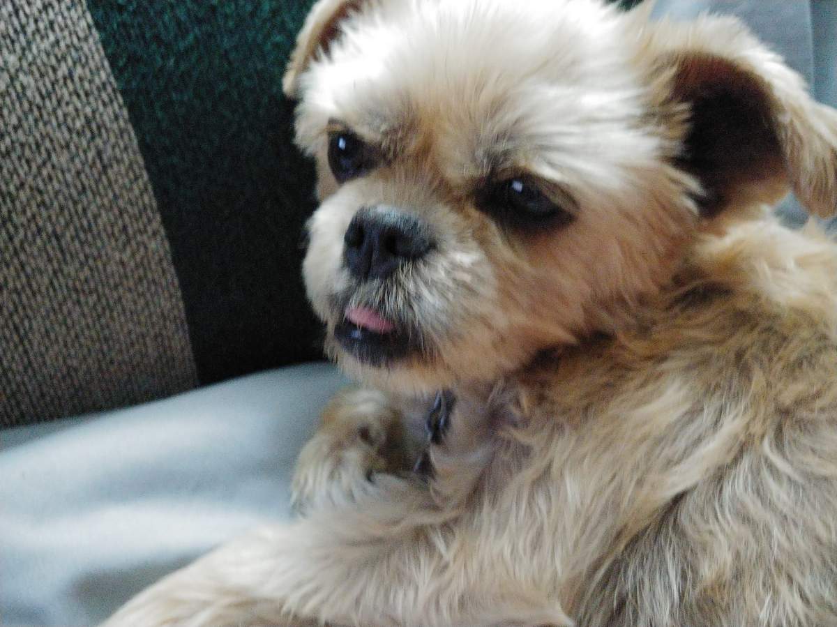 Cocoa the Shih Tzu cross.