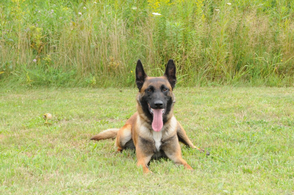 Guelph police have announced one of their service dogs has died. 