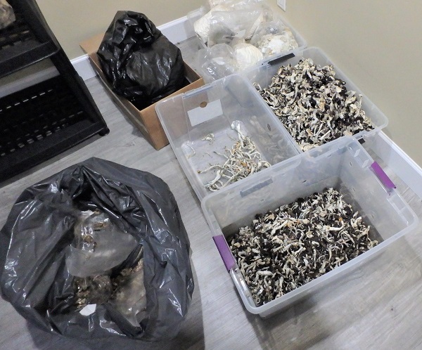 Surrey RCMP seized nearly 30 kilograms of magic mushrooms in a Surrey suburb drug bust between Sept. 6 and 9, 2021.