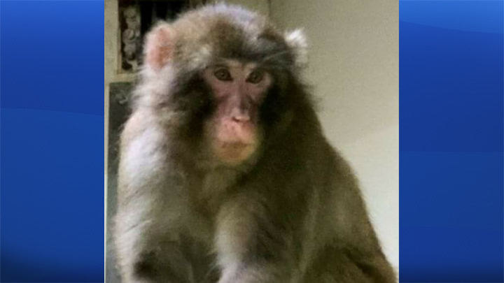 Kyubi the Japanese macaque was killed by habitat mates at the Calgary Zoo. 