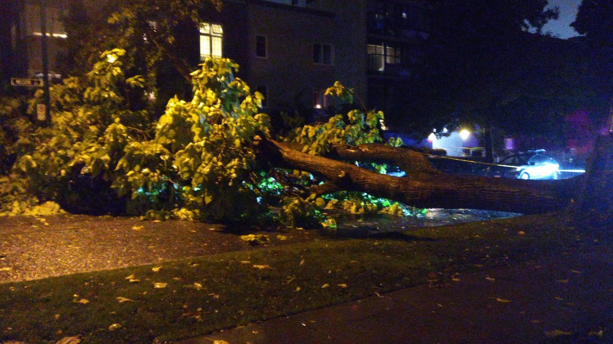 A large tree felled by heavy rain and wind landed on top of a car on Nelson Street in Vancouver, B.C. between Sept. 29 and 30, 2021.