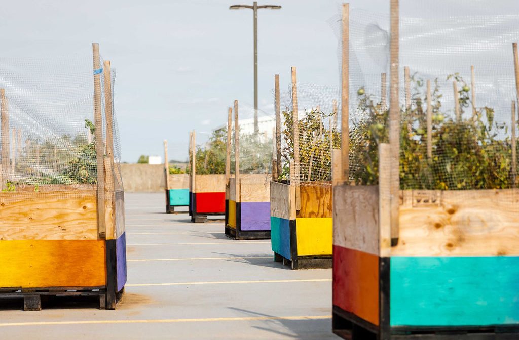 A rooftop vegetable garden at Stone Road Mall.