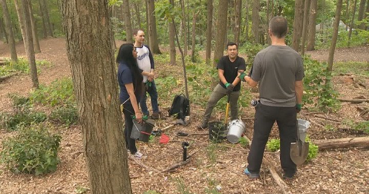 Montrealers celebrate National Tree Day with tree-planting activity on Mount Royal