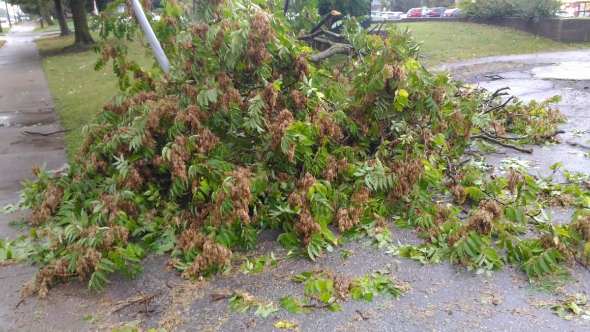 Ontario Provincial Police urged drivers in Norfolk County to take extra care following a storm that knocked down some trees and power lines throughout the region on Sept. 13, 2021.