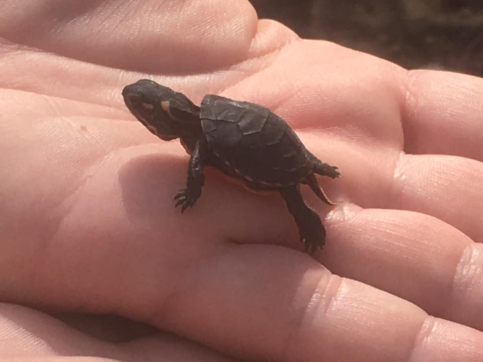 Biologist Sarah Richer says the 2021 nesting season has been successful for the SAR team, which has protected 59 nests across RBG properties. 