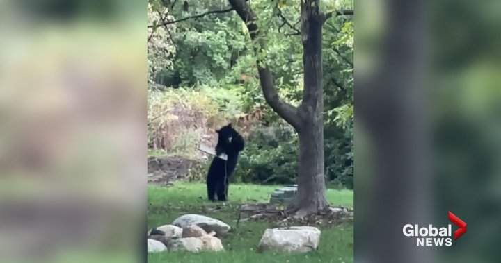 Caught on camera: B.C. bear just wants to be a big kid on a swing