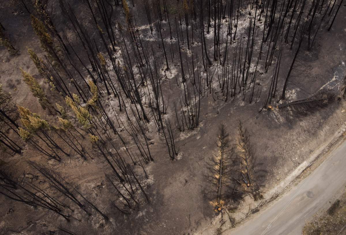 An aerial view of trees burned by the White Rock Lake wildfire near Monte Lake, B.C.