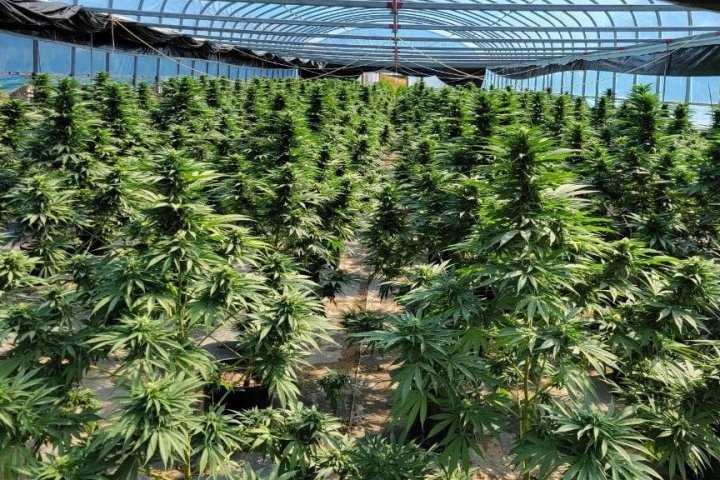 5 arrested after $35M in cannabis seized from illegal grow-op in Northumberland County: OPP