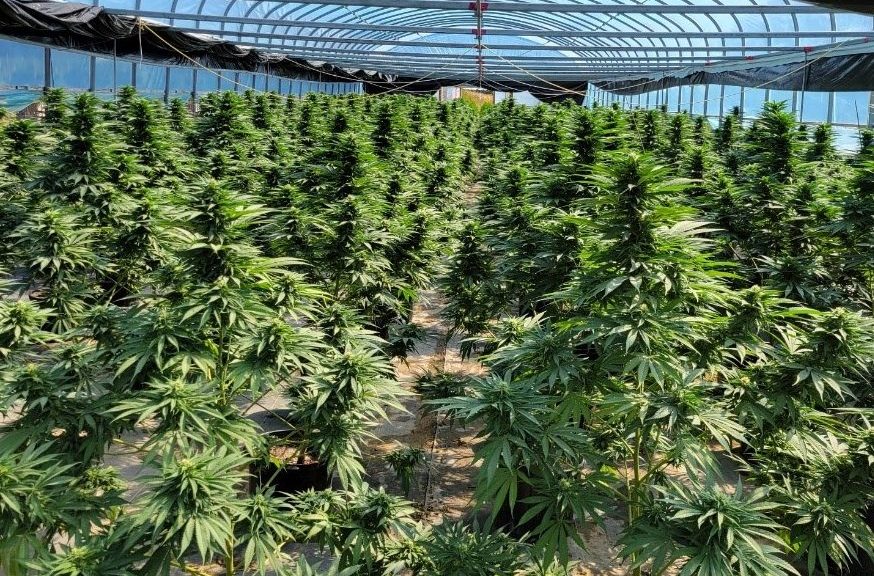 Northumberland OPP seized thousands of illegal cannabis plants on Friday.