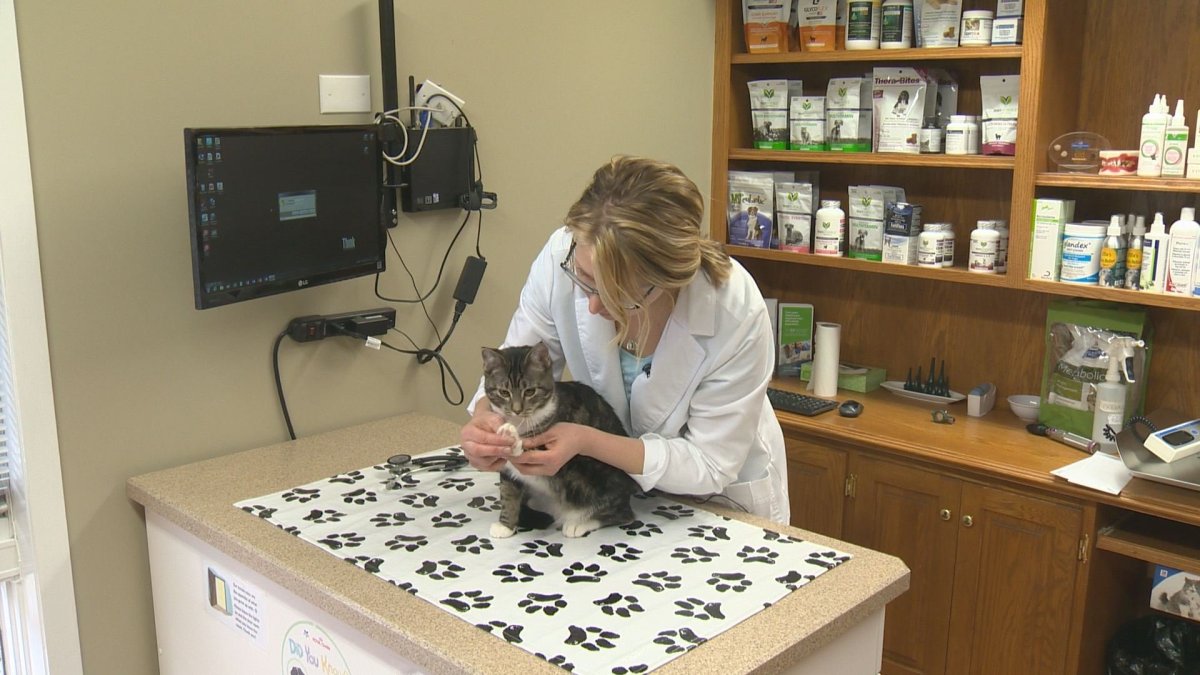 The Saskatchewan Veterinary Medical Association's membership recently passed a new bylaw to ban the declawing of cats within the province.