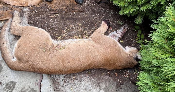 Police Say They’ve Shot Killed Cougar Prowling Lethbridge Area Lethbridge Globalnews Ca