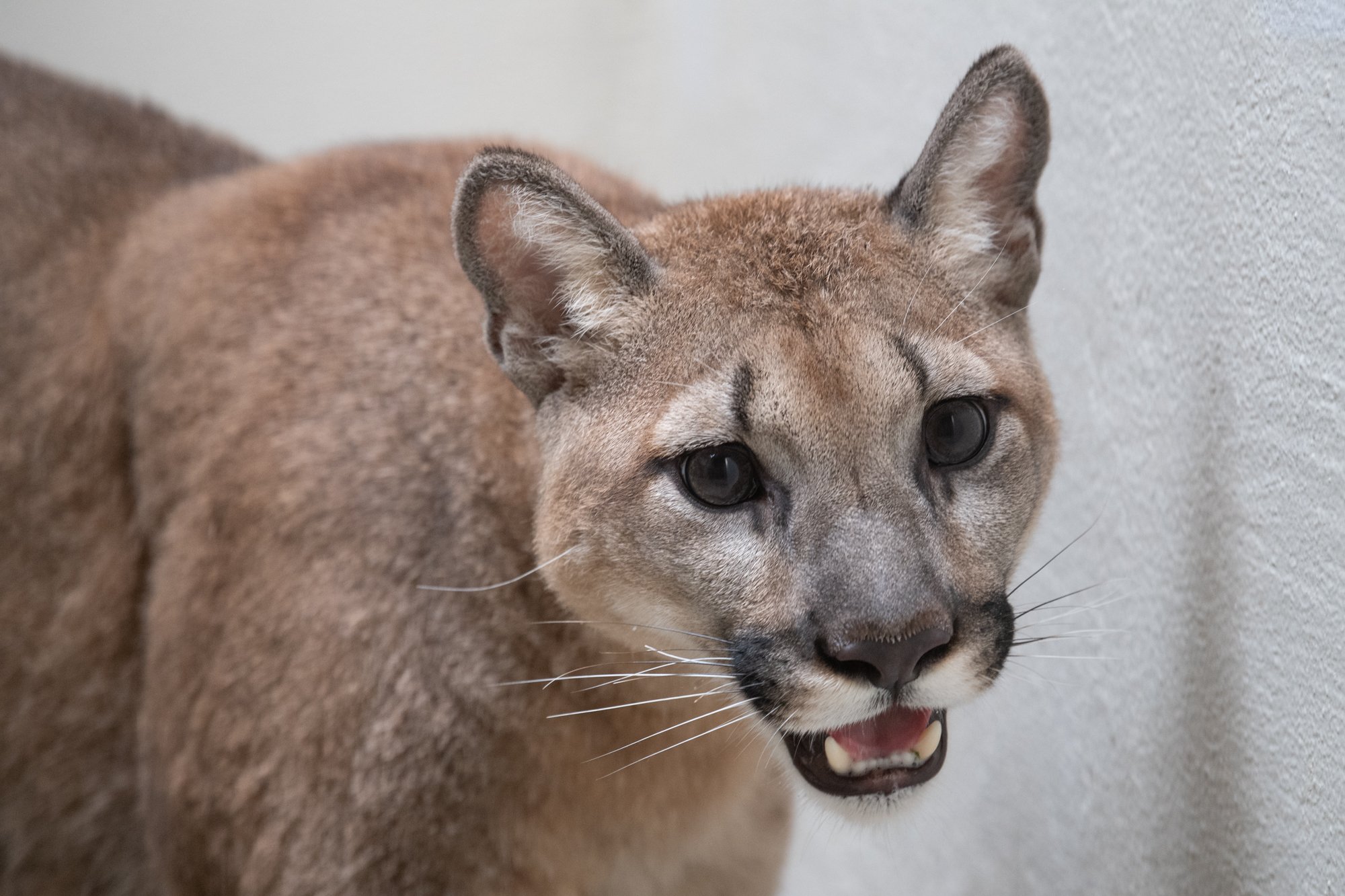 Woman chased, attacked by cougar on the Sunshine Coast - BC - Vimarsana News