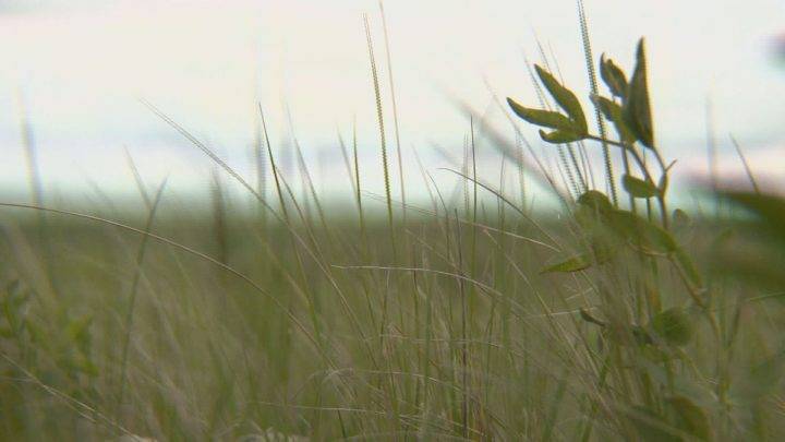 Dry conditions prompt Alberta county to declare agricultural disaster - Vimarsana News