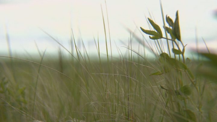 A University of Saskatchewan team examining the effectiveness of grasslands at sequestering carbon is one of nearly 30 recipients of new livestock research funding from the provincial and federal governments. 