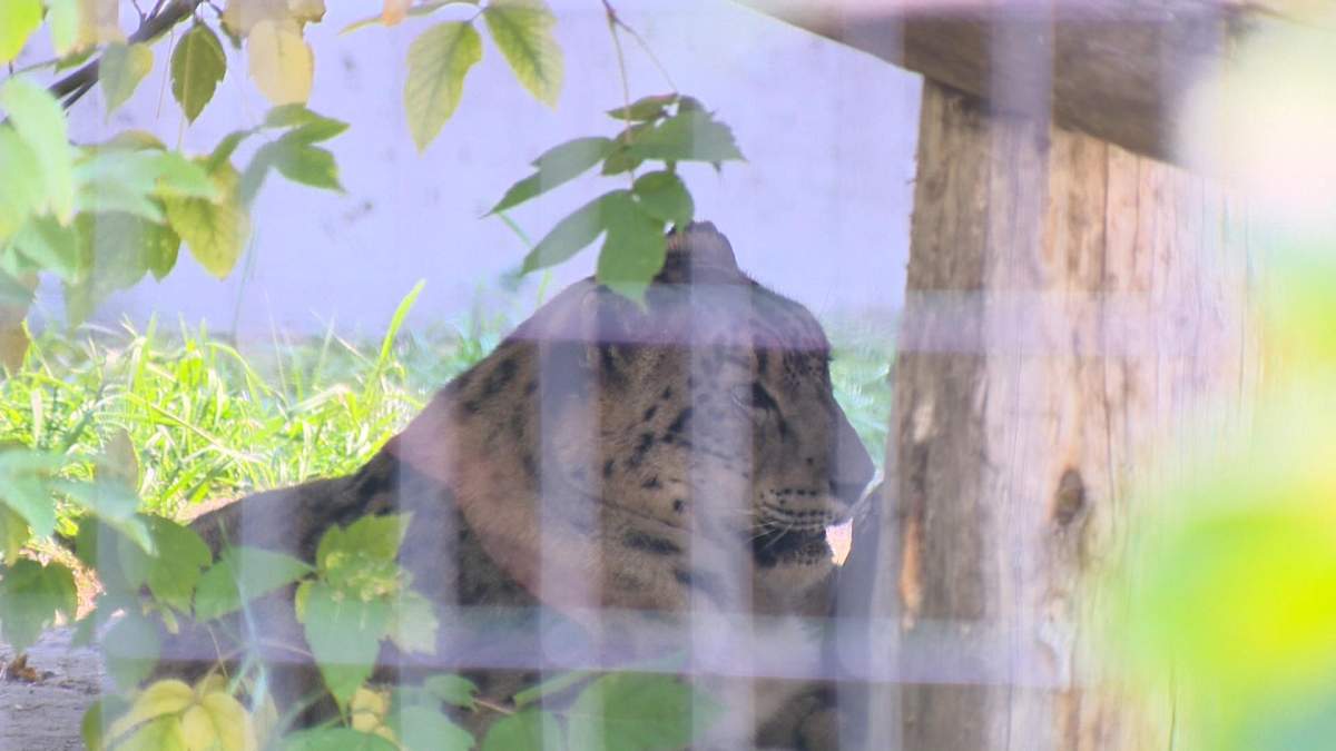 In the coming days, Kazi will be introduced to his new home at the Nutrien Ark.