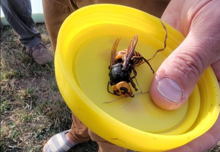 Washington state officials say a second Asian giant hornet's nest has been been destroyed.