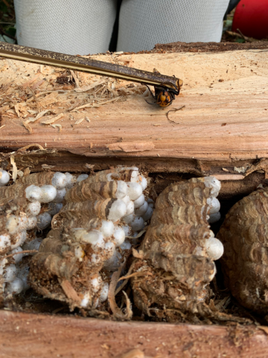 Third ‘murder Hornet’ Nest Of 2021 Destroyed South Of B.C. Border ...