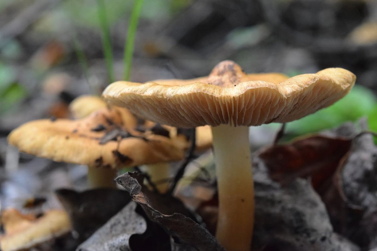 Heavy rain following a hot and dry summer are creating an excellent breeding ground for mushrooms across Manitoba.
