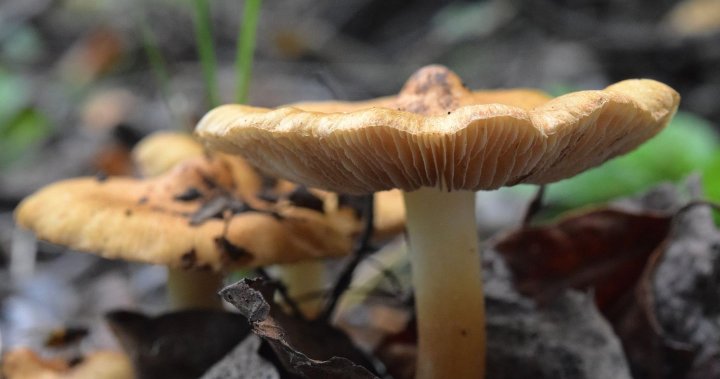 crêpe съставки брашно 500g яйца 4 цели мляко 750 ml захар 50g сол 5g Оранжево