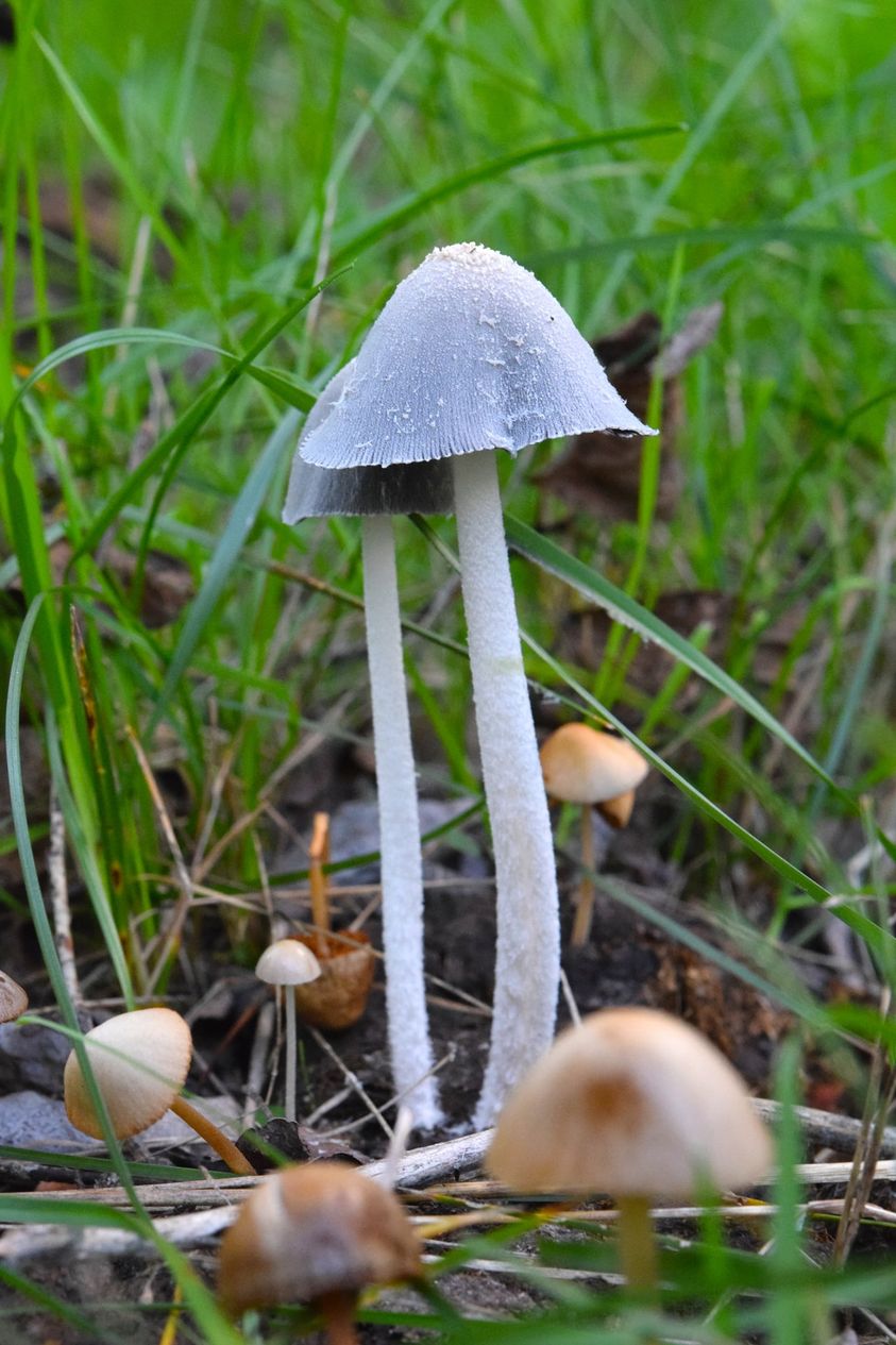 ‘Like a pack of teenagers’: Manitoba mushroom explosion fueled by ...