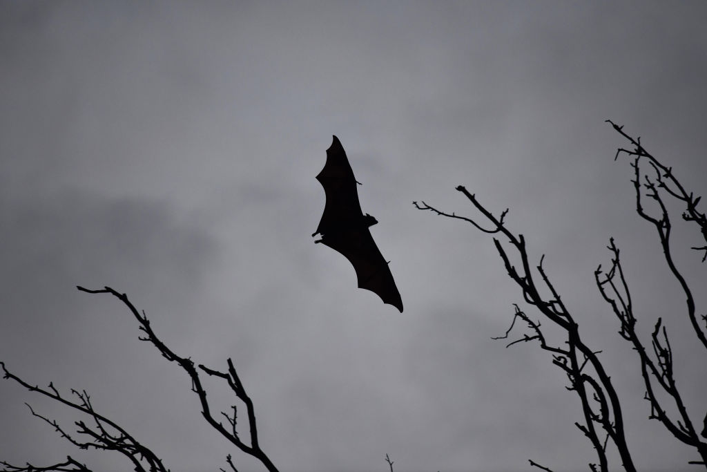 A bat flies between trees in India on May 23, 2018.