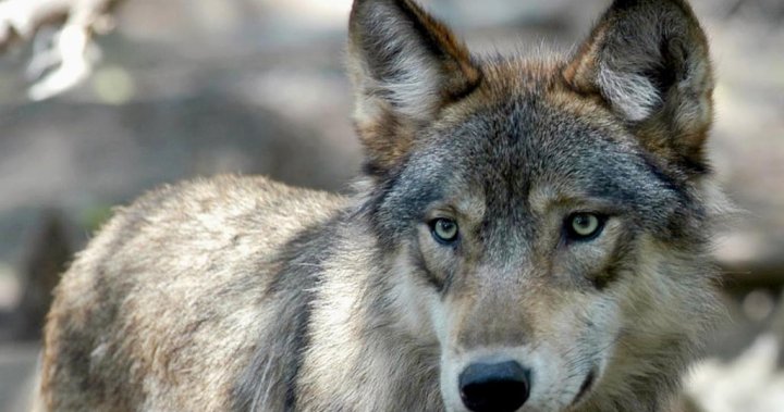 ‘It’s shameful, it’s horrifying’: B.C. conservationists call for end to controversial wolf cull