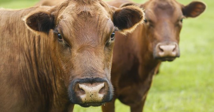 Alberta beef industry reacts to import bans after atypical mad cow disease case