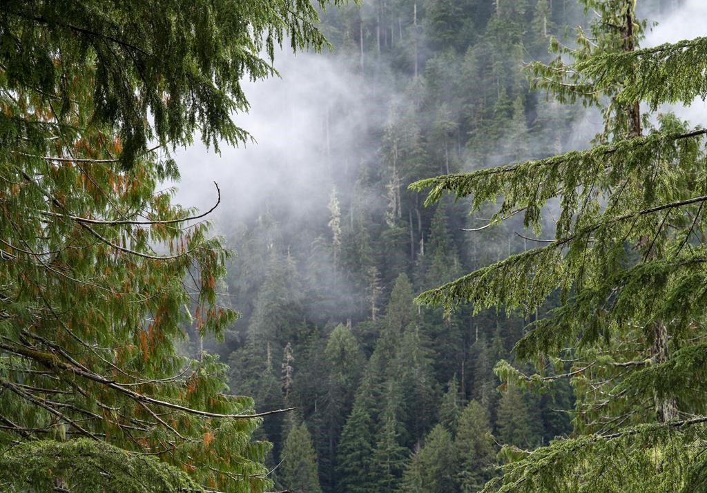 The clouds move among the old growth forest near Port Renfrew, B.C. Tuesday, Oct. 5, 2021. British Columbia's forest minister introduced a bill Wednesday to amend the Forest and Range Practices Act and "reshape" forest management in the province.THE CANADIAN PRESS/Jonathan Hayward.
