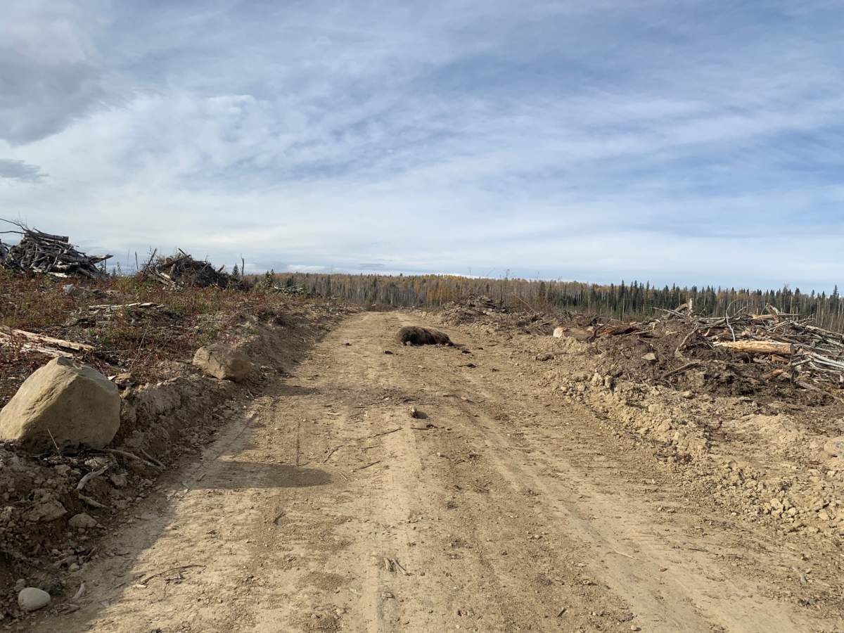 Fish and Wildlife officers discovered a dead grizzly west of Edson on Oct. 9, 2021.