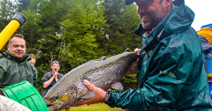 More Upper Bay of Fundy Atlantic salmon are coming home