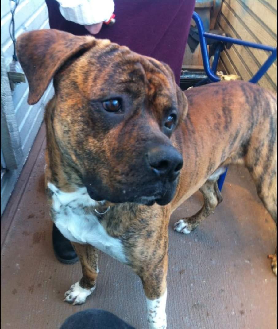 Bronx was a dog who sat on death row in Victoria for seven months but has now been saved.