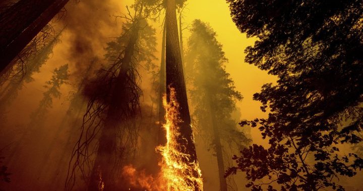 Hundreds of giant sequoia trees may have been killed by California wildfires: official