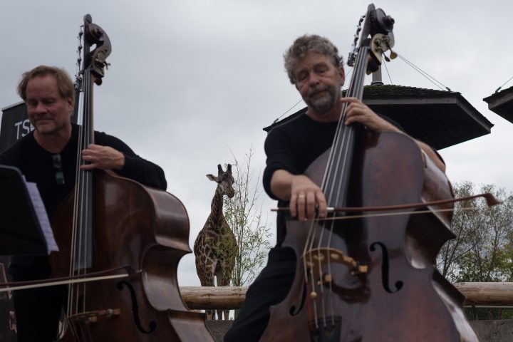 Paul Rogers, left, plays the music that was inspired by the Masai giraffes and composed by his son, along side Tim Dawson, during a media unveiling announcing Zoophony at the Toronto Zoo, in Toronto, Tuesday, Oct. 5, 2021. The digital concert, which will be filmed onsite, is a joint partnership between the Toronto Zoo and the Toronto Symphony Orchestra that will feature original songs created specifically with the Masai giraffes in mind.