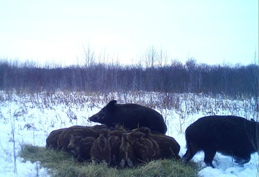Wild pigs are shown at in this image provided by Ryan Brook at the University of Saskatchewan, taken using a wildlife camera.