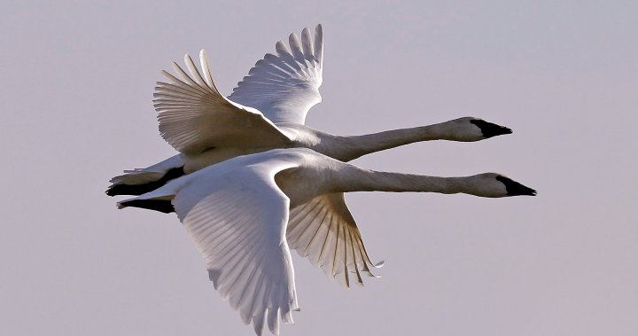 Suspect sought after rare trumpeter swan killed north of Peterborough