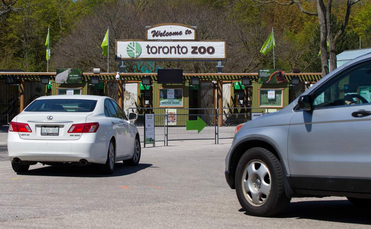 TORONTO, May 22, 2020  Vehicles line up to enter the Toronto Zoo during a media event in Toronto, Canada, on May 22, 2020.