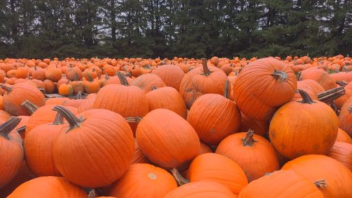 Sandy soil and sufficient rain are good for pumpkin growth