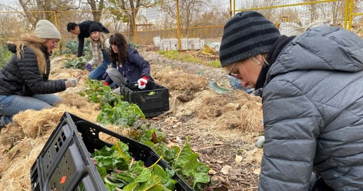 Effort to grow food for struggling Calgarians hopes for support from new city council