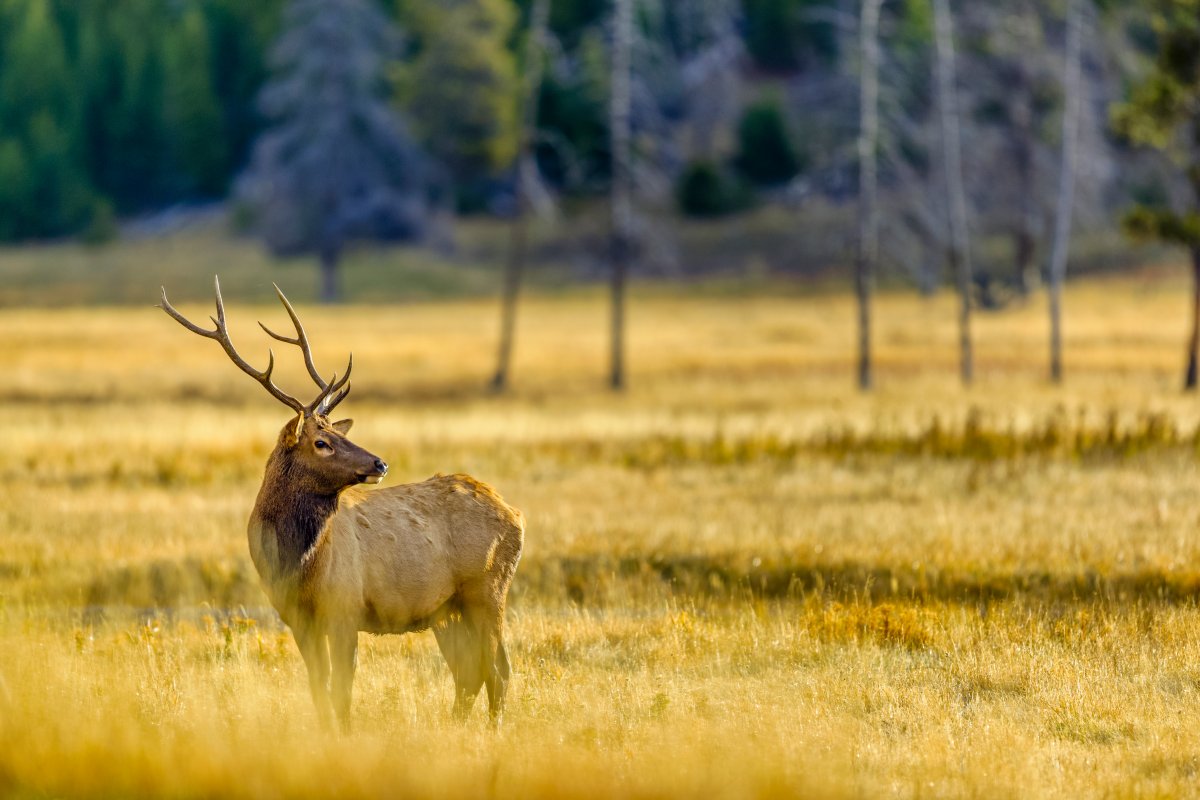 Alberta game ranchers are lobbying governments once again to make hunt farms legal Oct. 3, 2021.