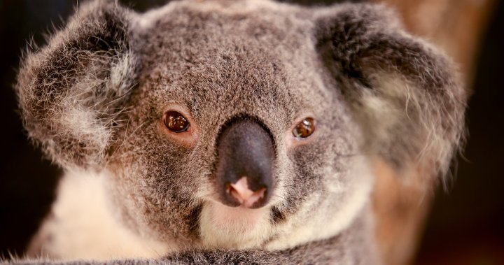 Koala chlamydia vaccine being tested in zoo to help save species