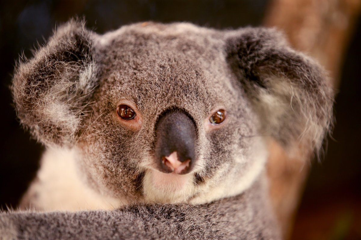 Chlamydia is a common ailment among koalas in some regions.